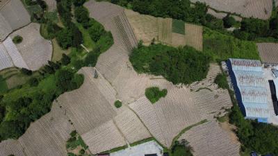 一路向阳一路歌 ——鹤峰县燕子镇全面聚焦产业发展 