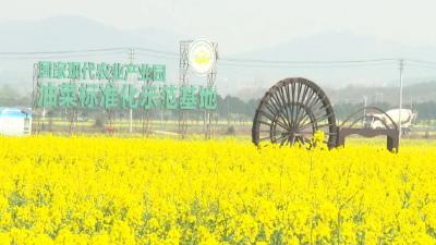 快看！今年我市油菜产业年会又有新玩法→
