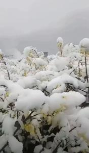 有图有真相！武穴下雪啦！