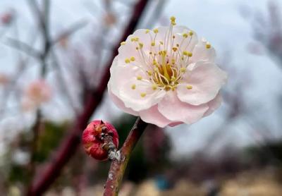 来武穴，与“梅”好相遇🥰  