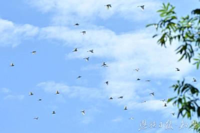 以绿为笔绘新篇 ——宣恩县生态环境保护工作综述 