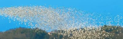 梁子湖用“生态全席”拴住百万“旅者”的胃——解码东亚-澳大利西亚候鸟迁飞通道上的鄂州“五星服务”