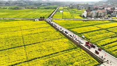 大法寺万亩油菜花绽放 引八方游客共赴“金色之约”