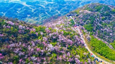 咸宁：“春日经济”热力十足 ，农旅融合“有里有面”