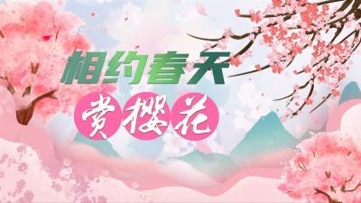 极目锐评|樱约五载情，相约春天里