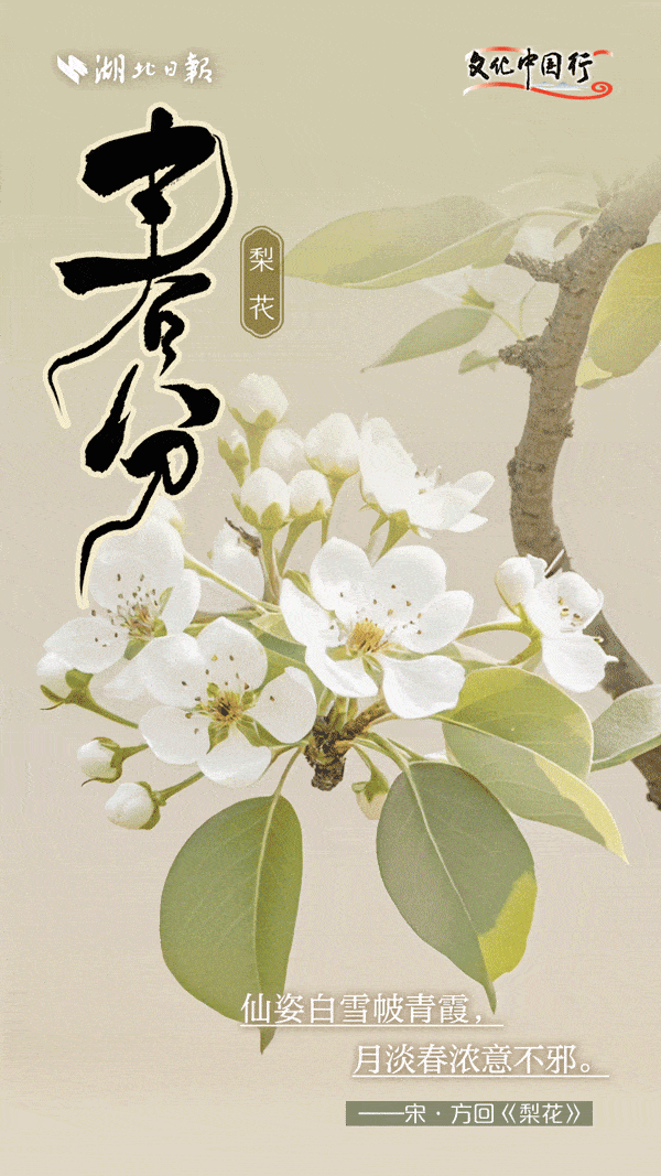 文化中国行丨盛开在古诗词里的春分，惊艳了时光 
