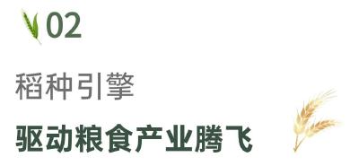 从种业“中国芯”到全球粮安稳 | 鄂州：小稻种闯出大天地