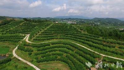 蕲春：林业高质量发展的科技“密码” 