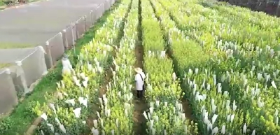 世界上最美的花是什么？
