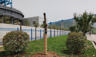 湖北祥云磷石膏生产厂区：旧貌焕新颜，绿意绘新篇