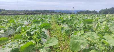 油菜产业综合产值突破10亿元——恩施油菜“初长成”