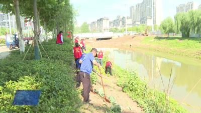 我市开展东风港河道违章种植专项整治行动
