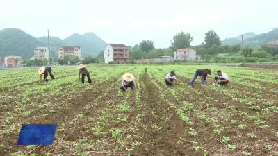 上桂村：向日油葵栽种忙 农旅融合促振兴