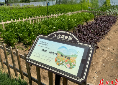武监高速旁“长”出共享田园
