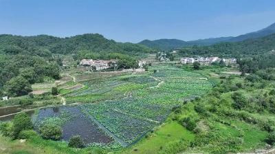 碧叶连天！武穴这个村“荷”你有约～