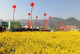 【文明港城巡礼•全国文明村】上桂村：文明新风漾花海 绘就“景村”融合新画卷