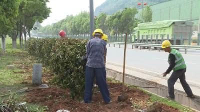 【锲而不舍落实中央八项规定精神】田家镇街道：治公路环境 变“灰霾”为“画廊”