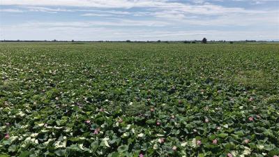 洪湖治理进行时丨科学调控水位 洪湖力保18万亩水草安稳度汛