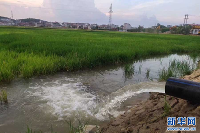 合理调水 湖北咸安全力为20余万亩稻田“解渴”