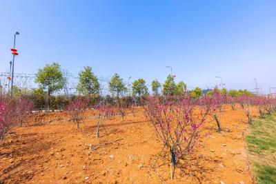 转作风，优环境，田家镇在行动 | 江北一级公路整治篇：妙笔绘景 褪“灰旧容颜”展“绿色画廊”