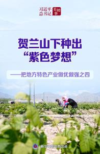 习近平总书记关切事｜贺兰山下种出“紫色梦想”——把地方特色产业做优做强之四