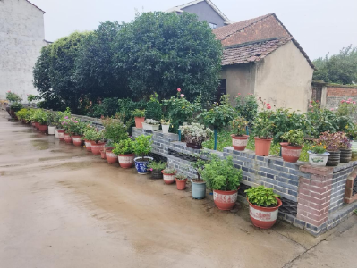 花草鱼蔬+公益善意！盘塘社区的她把日子过成诗~