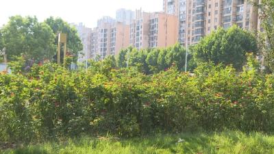 抗旱护绿！武穴园林工人挥汗织就城乡“立体补水网”