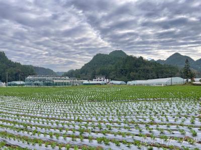 博士“点金术”——记中国农业科学院油料作物研究所驻崔家坝镇斑竹园村工作队