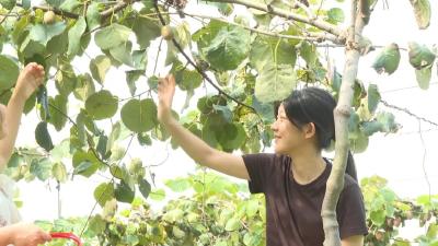 甜“猕”来袭！余川镇龟山村35亩猕猴桃丰收了