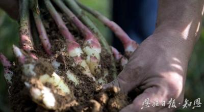 “凤头”起舞 姜香四溢——来凤县聚焦特色产业谋发展