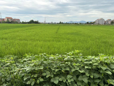 逆向引水保民生！花桥镇24万方水为1.5万亩农田纾困