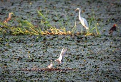 聚力“三大优势转化” 重塑新时代之“重”——长江经济带核心城市湖北武汉转型观察