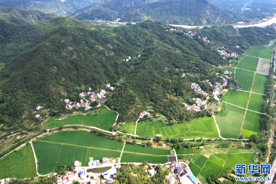 乡村振兴在行动丨一粒“杂交稻种”串起大别山区富民产业链