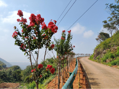 横店影视城都前来取景！武穴两千年历史石垒梯田焕新颜