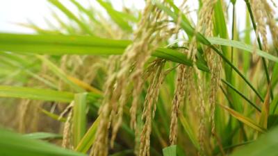 荆州 “一粒米” 的千年蝶变！