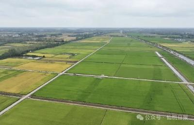发生在仙桃，秋冬农业生产上演酷炫“科技秀”！