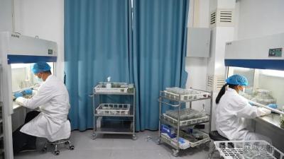 科技赋能“小菊花” 铸就麻城“大产业”