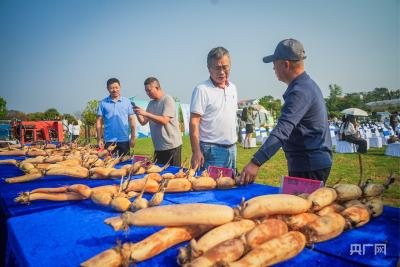 高质量发展看中国｜小莲藕“链”就大产业