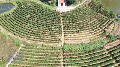 梅川镇绿林村：靠山临水 绘就乡村振兴新图景