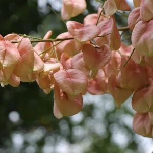 全网都在晒的风景，就在我们熟悉的武穴街头！你打卡了吗？ 