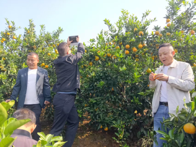 四望镇：竹影山村柑橘“甜蜜”迎丰收