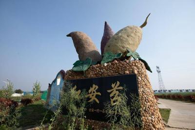 红安30万亩红苕结出48亿元大产业