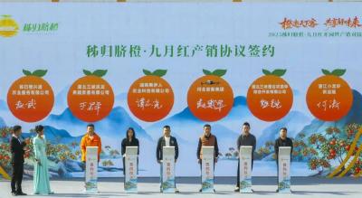 一颗橙子的“全链开发”——秭归探索“农旅文”深度融合，橙乡成功创建4A级景区