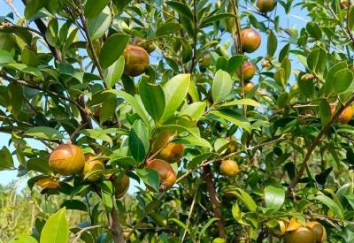 武穴市四望镇万亩油茶富农家