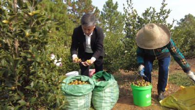四望镇：油茶采摘正当时 满山金果富农家