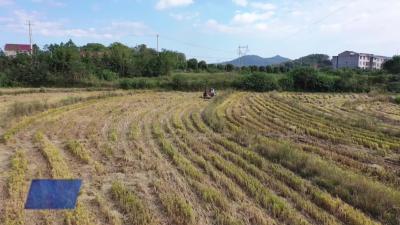 梅川镇红星村：秸秆“打捆变现” 全链条破解处理难题