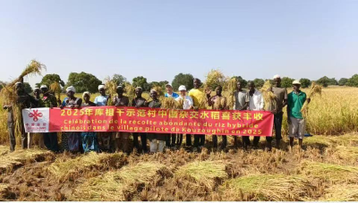 亩产翻倍！潜江人在非洲种出中国“味道”