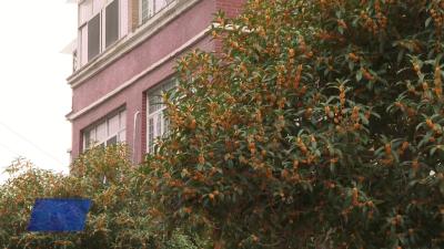 抵制高额彩礼 推进移风易俗：武穴街道宏达社区开展“主城强音”亲听百姓宣讲文明实践活动