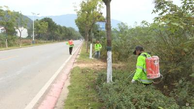 市园林中心为15万株苗木“穿冬衣”