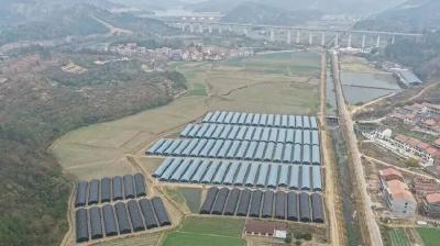 大金镇：小小羊肚菌，撑起乡亲们的“致富伞”